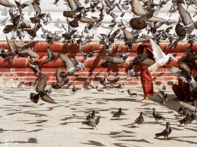 Young monks are playing with pigeons in a buddhistic temple in Myanmar